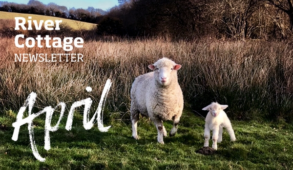 april-newsletter-header