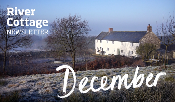 december-newsletter-header