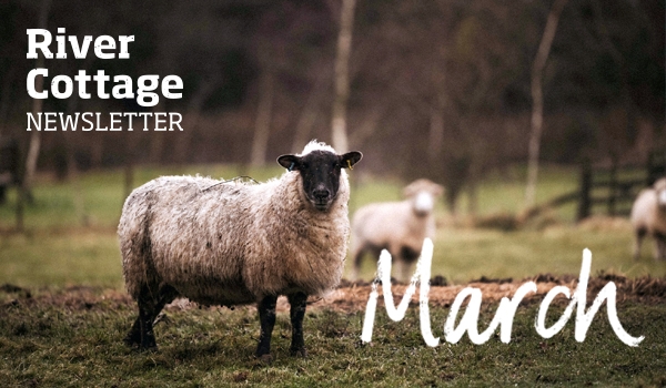 march-newsletter-header