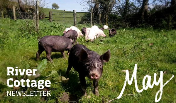 maynewsletter-header2