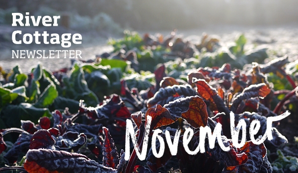 november-newsletter-header