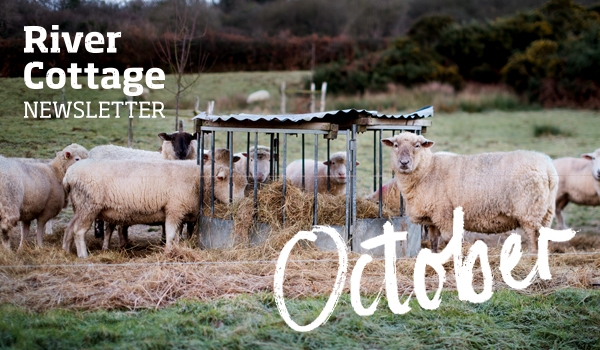 october-newsletter-header