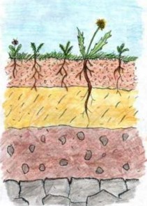 rchq-soils-1